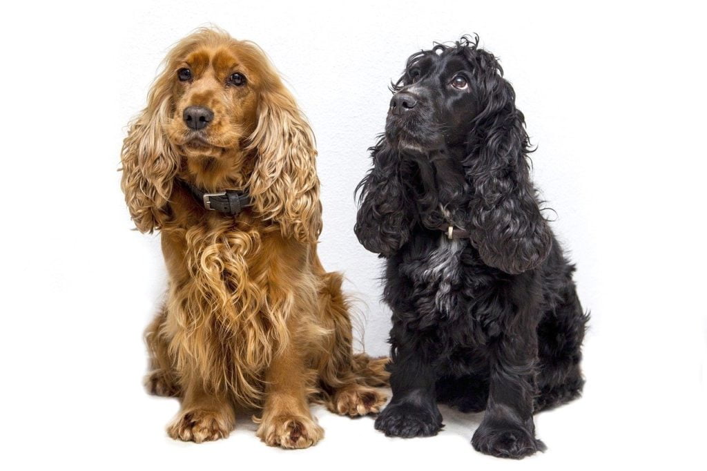 dogs, cocker spaniel, spaniel